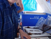 Happy seaweed folk - Wendy sorts through the Roberta's finds from her dive around the Cavalli Islands