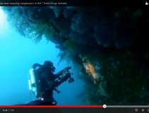 Video of blue maomao & sargassum