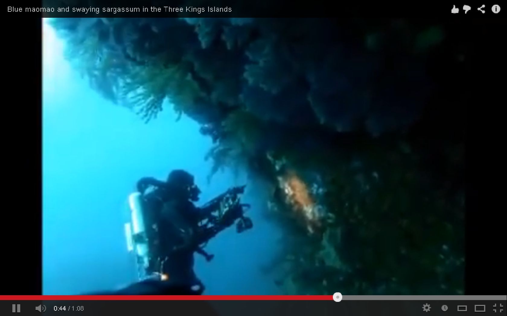Video of blue maomao & sargassum