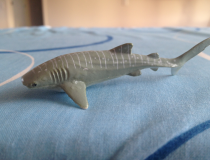 A whale shark - the world's largest fish. Disclaimer: this may not be a real one as the team hasn't spotted (or photographed) one in the Three Kings