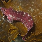 Banded Weedfish © Malcolm Francis