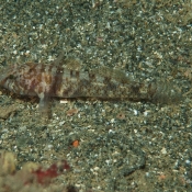 Pygmy Sleeper not three kings © Malcolm Francis