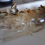 Bottled fish: this was the bottle where the little trigger fish was found hiding. © Auckland Museum