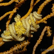 A yellow brittle star Asteroceras elegans wrapping itself around its preferred host  © Malcolm Francis