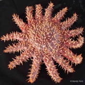 Crown of thorns – it wasn’t a new record but the scientists were able to observe new behaviours in this unique marine environment © Mandy Reid