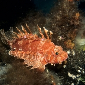 D-brachypterus- shortfin lionfish. © Malcolm Francis