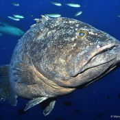 Epinephelus daemelii.  © Malcom Francis