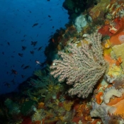On the edge of Catton’s Cave – spot the scarlet wrasse and the school of butterfly perch fish © Malcolm Francis