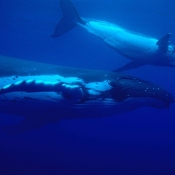 Humpback whale. © Malcolm Francis