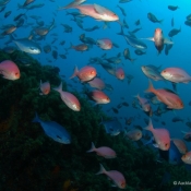 We’ve made it to the Three Kings Islands and reports from the first dive have verified crystal clear waters.
