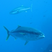 Kingfish.  © Auckland Museum