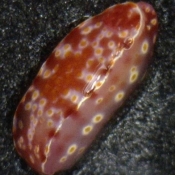Mystery nudibranch number two © Mandy Reid