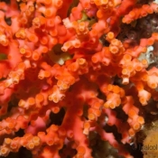 Oculina virgosa: a hard coral only found in a few sites in New Zealand © Malcolm Francis