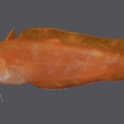 Bright orange Lotella cod – just 10cm long but a first for the world © Carl Struthers