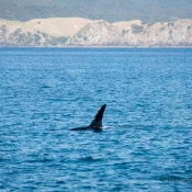 Killer Whales (Orcinus orca) spotted at the Cavalli Islands, Northland on the way to the Three Kings during the Three Kings Islands Marine Expedition, a project led by the Auckland Museum in conjunction with the Museum of New Zealand Te Papa Tongarewa, Niwa, and the University of Queensland.Monday 08 April 2013.Photograph Richard Robinson Â© 2013