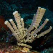 Organ pipe sponge © Malcolm Francis