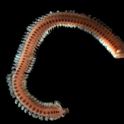Phyllodoce mucosa – polychaete from the Belgian continental shelf © Hans Hillewaert / CC-BY-SA-3.0
