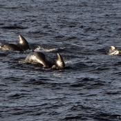 Pilot whales © Malcolm Francis