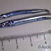 We’ve discovered our first new fish record for the Three Kings Islands. They’re not big but for the team onboard the Braveheart these little pipers are very exciting. © Auckland Museum