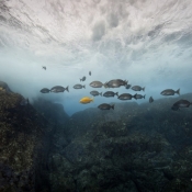 On April 8 a team of scientists from four different organisations will head off on an expedition to the Three Kings Islands to document the marine life and make new discoveries about the fish and plant species that live there. © Auckland Museum