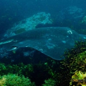 Up close with a short-tail stingray © Auckland Museum