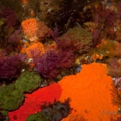 Patchwork sponge: all along the wall encrusting sponges are fighting for space with each other and with soft red algae.  © Malcolm Francis