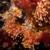 Stalked ascidian © Auckland Museum