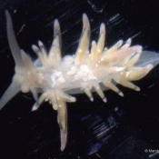 Mystery nudibranch number one © Mandy Reid