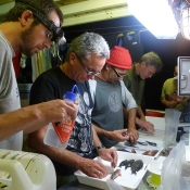 The research team preparing to pin fish. © Auckland Museum