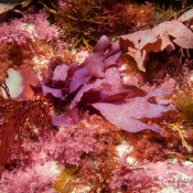 A mixed bouquet of seaweeds: our seaweed experts can see at least 12 different kinds in this one area © Malcolm Francis