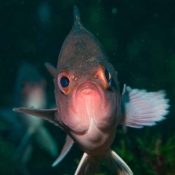 Personality plus: face to face with a butterfly perch © Malcolm Francis