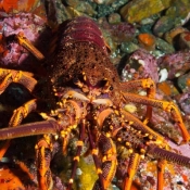 Ready for my close-up: this crayfish came close enough to Malcolm’s camera to bump into it © Malcolm Francis