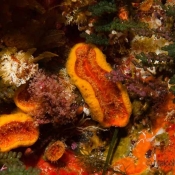 It’s too cold for coral reefs in the Three Kings but just right for these cup corals © Malcolm Francis