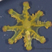 Stalked jellyfish – topside view ©  Auckland Museum