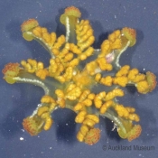 Stalked jellyfish – underside view ©  Auckland Museum