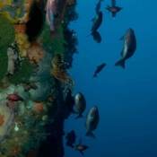 This is the vibrant wall outside the cave – the bright green sponges are Latrunculia, and there is also a black sponge called Stelletta. What looks like a small bunch of flowers in the middle of the photo is a colony of stalked solitary ascidians, a kind of seasquirt, that may be Clavelina. The fish are half-banded perch.  © Malcolm Francis