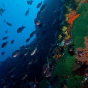One last look: the wall stretches along the southern side of Rosemary Rock and as we swam past lots of fish were getting comfortably swept back and forth in the surge with us. © Malcolm Francis