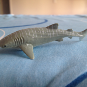 A whale shark – the world’s largest fish. Disclaimer: this may not be a real one as the team hasn’t spotted (or photographed) one in the Three Kings © Auckland Museum