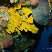 Another shot of the amazing wall outside the cave, featuring an unknown yellow sponge, the black sponge Stelletta and some pink fluffy bryozoans. © Malcolm Francis