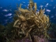 A gallery of fish - a farewell gift from the Kings